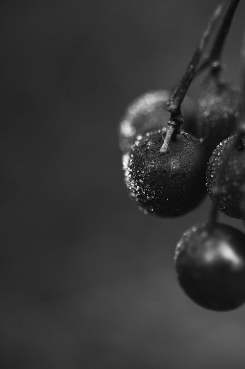 Water Dews on Fresh Cherries 