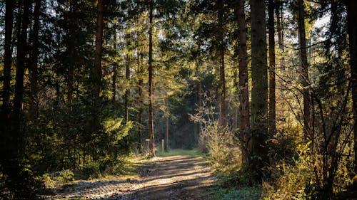 Ilmainen kuvapankkikuva tunnisteilla ajorata, metsä, metsämaa