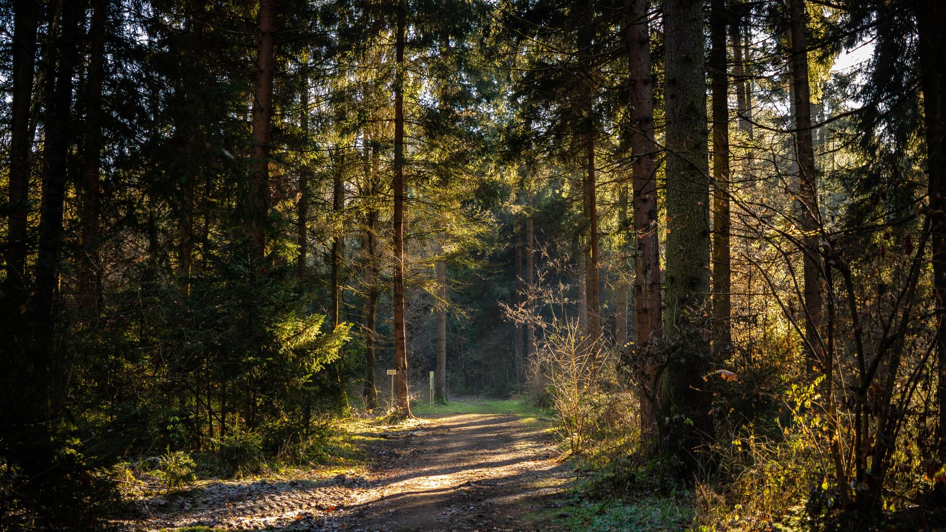 A serene path weaves through a sunlit forest, surrounded by tall trees and lush greenery.