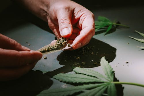 Gratis arkivbilde med cannabis, hender, ledd Arkivbilde