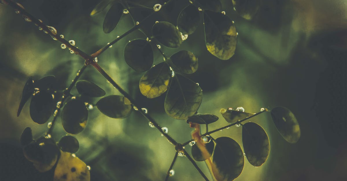 How to make a money tree grow new leaves