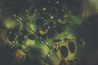 绿叶上的露珠捕捉细腻之美，展现大自然宁静清爽的本质