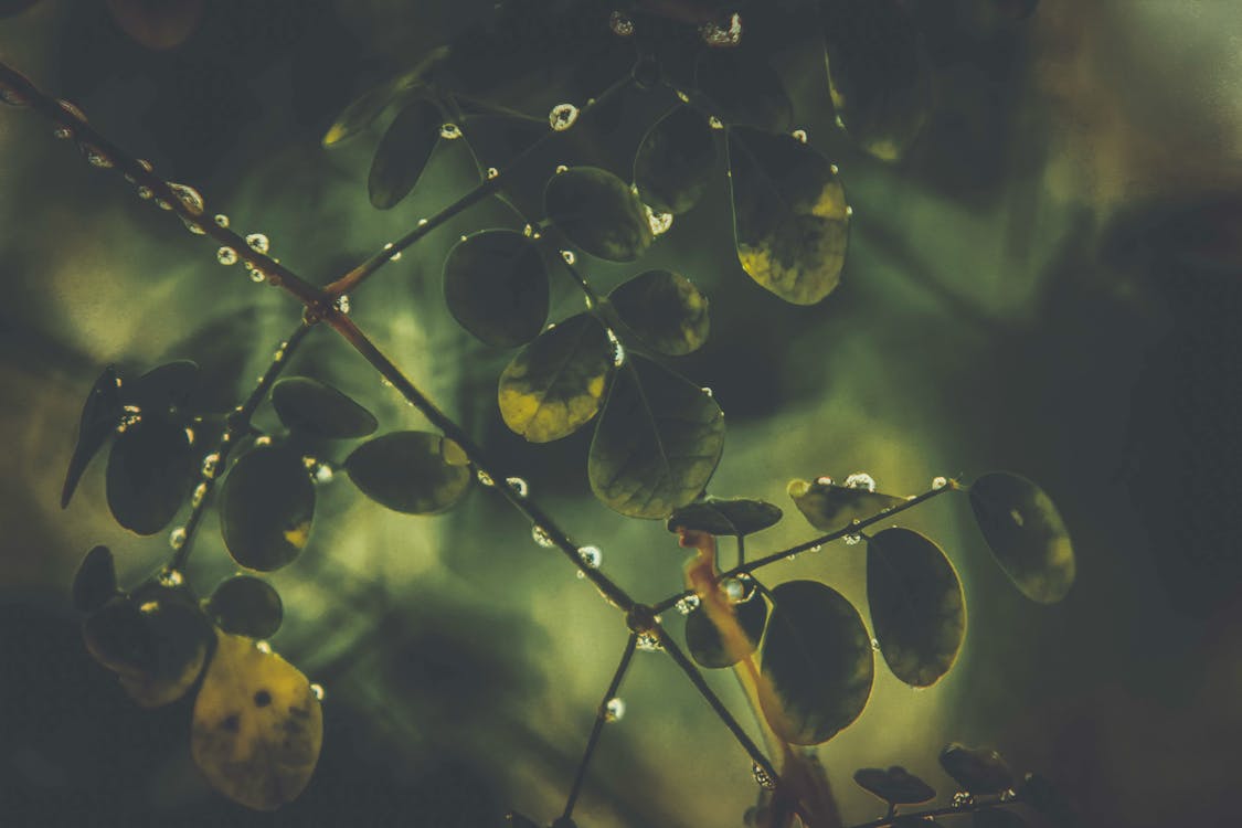 Close Up Fotografie Van Ovale Bladplanten