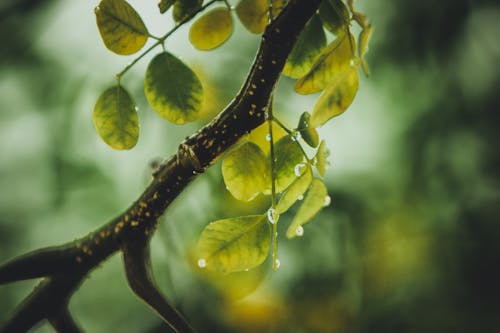 Groene Doorbladerde Plant Met Waterdruppeltjes