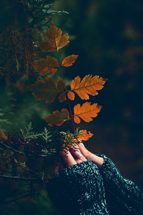Free Person Holding Brown Bipinnate Leaves Stock Photo