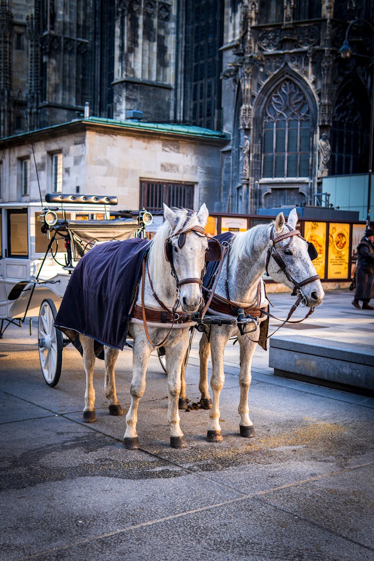 White Horses With Carriage