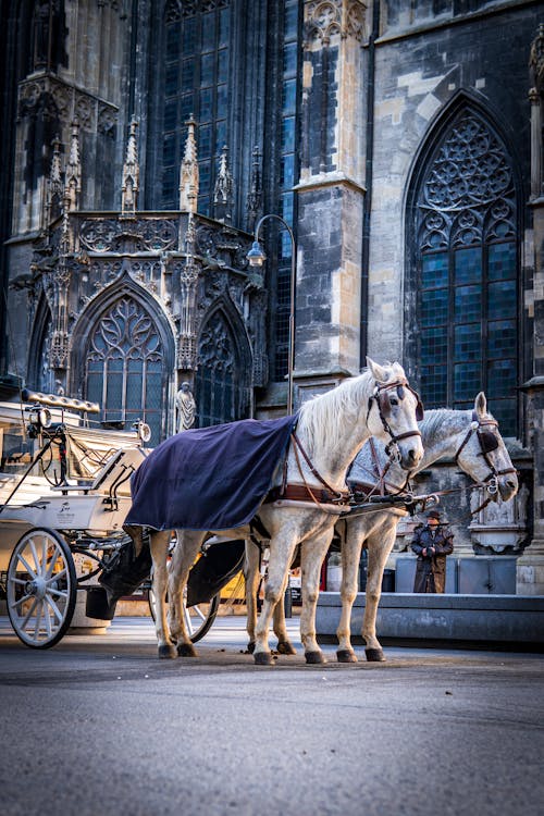 A Horse Drawn Carriage outside St. Stephen's Cathedral