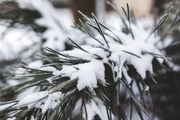 Pine Tree With Fresh Snow