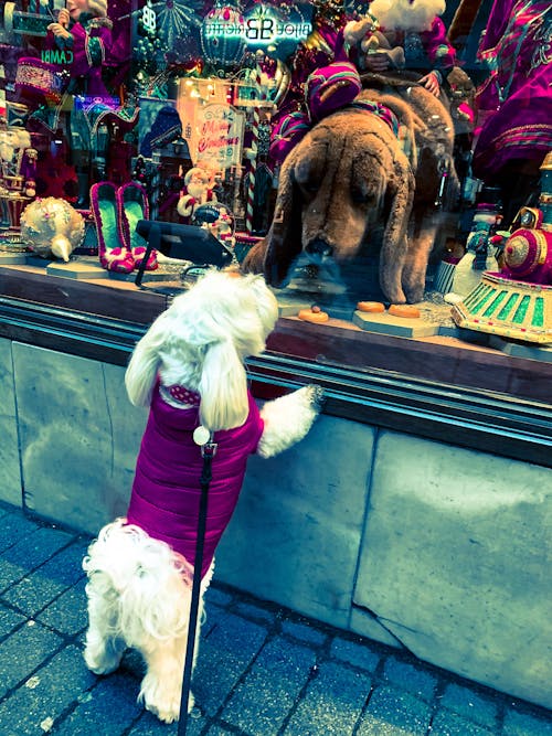 シティ, 写真, 犬の写真の無料の写真素材