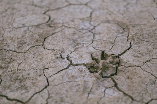 A paw print on a cracked, dry ground symbolizing drought and arid conditions.