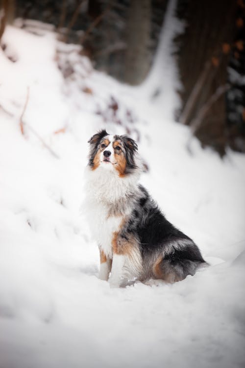 Dog Sitting on Snow Covered Ground