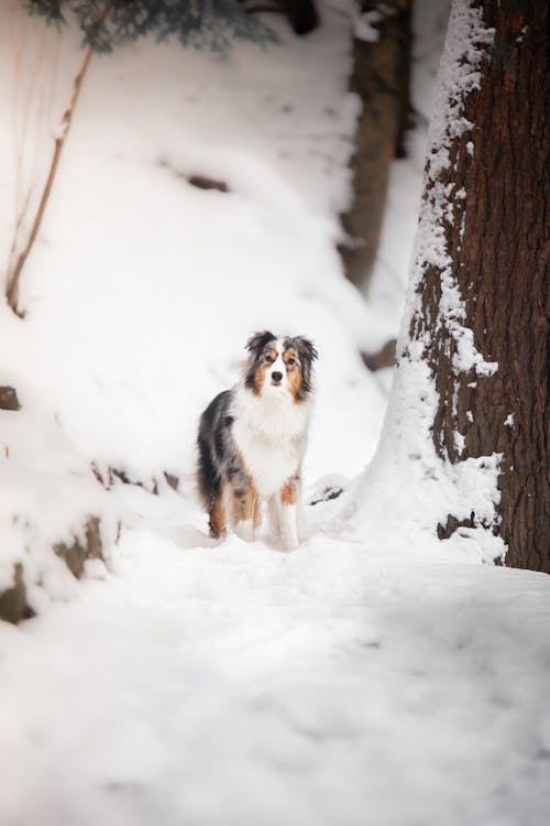 Photo of Dog on Snow Covered Ground