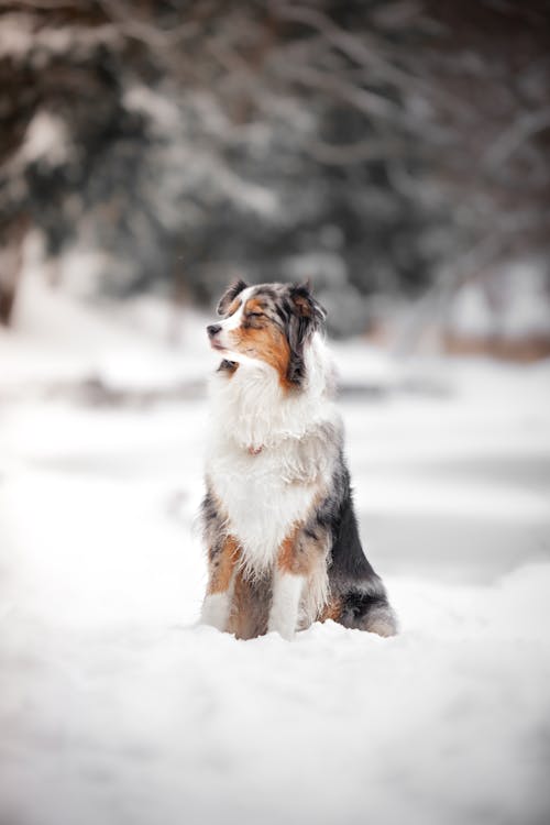 Canine Sitting on Snow Covered Ground