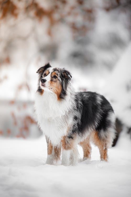 Furry Dog on Snow Covered Ground