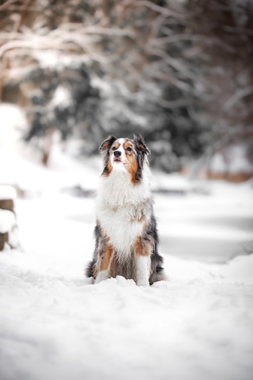 Photo of Dog Sitting on Snow