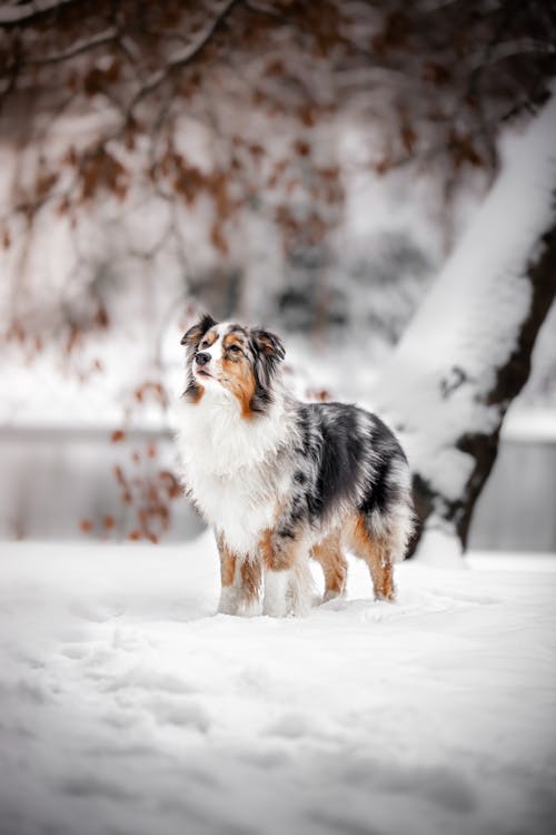 Photo of Dog During Winter