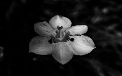 Black and White Photo of a Flower