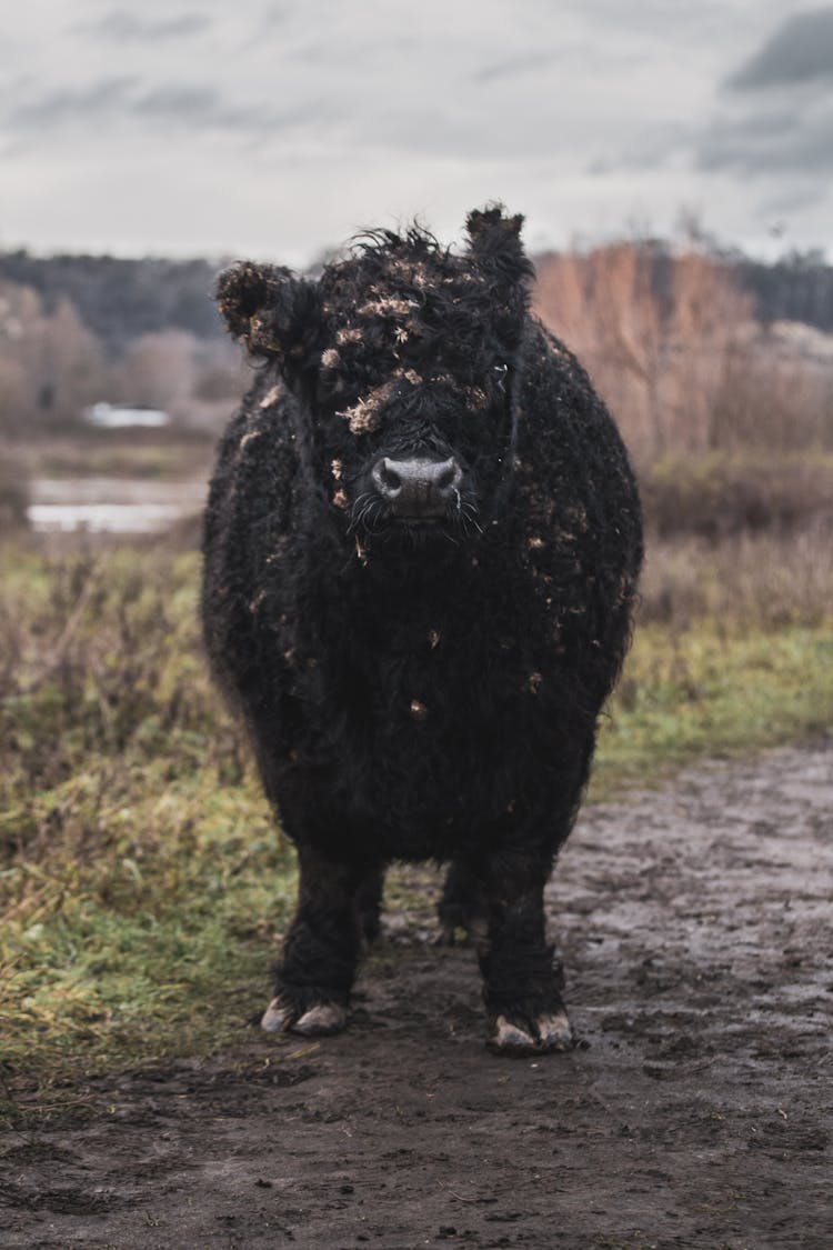 Portrait Of Wild Cow In Countryside