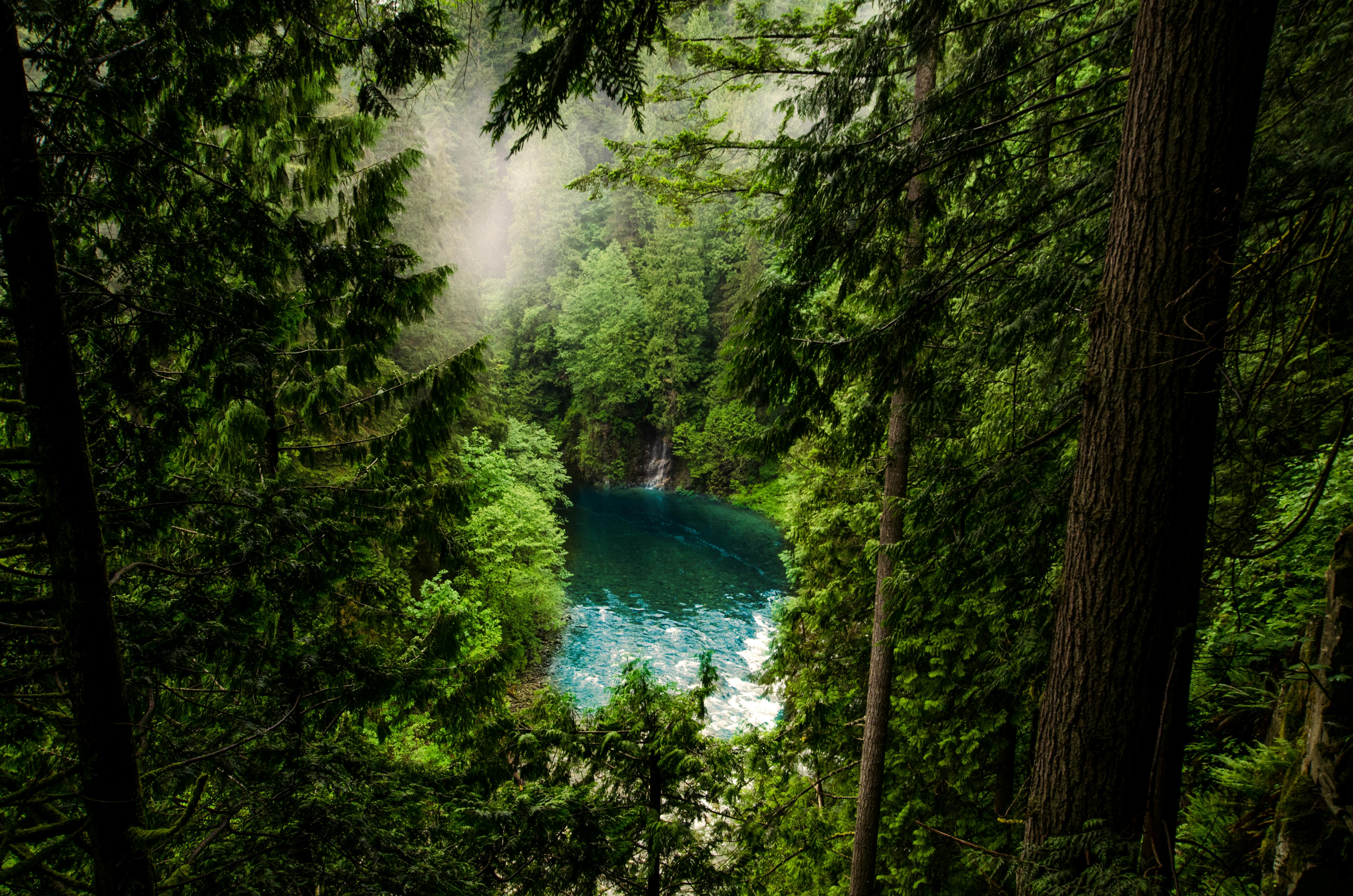 body of water in forest