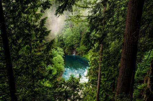 Free Body of Water in Forest Stock Photo