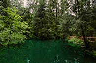 夏日池塘的宁静景象，映照着郁郁葱葱的森林绿植和高大树木