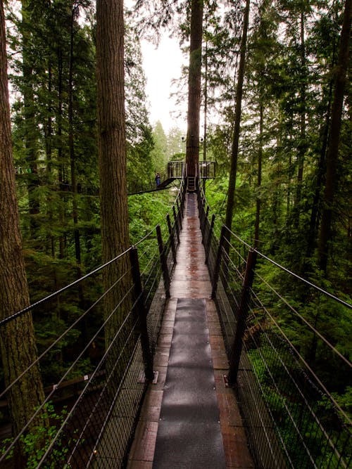 Free stock photo of bridge, canopy, nature