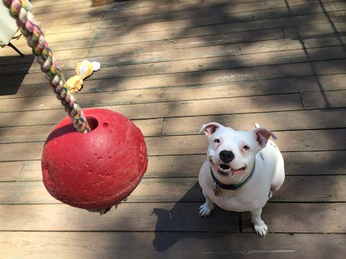 Foto stok gratis anjing, bermain, bola