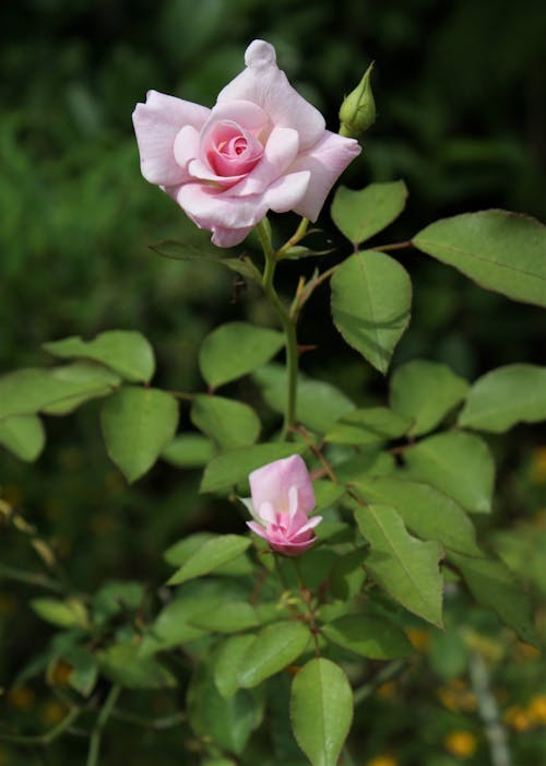 Pink Rose In Bloom