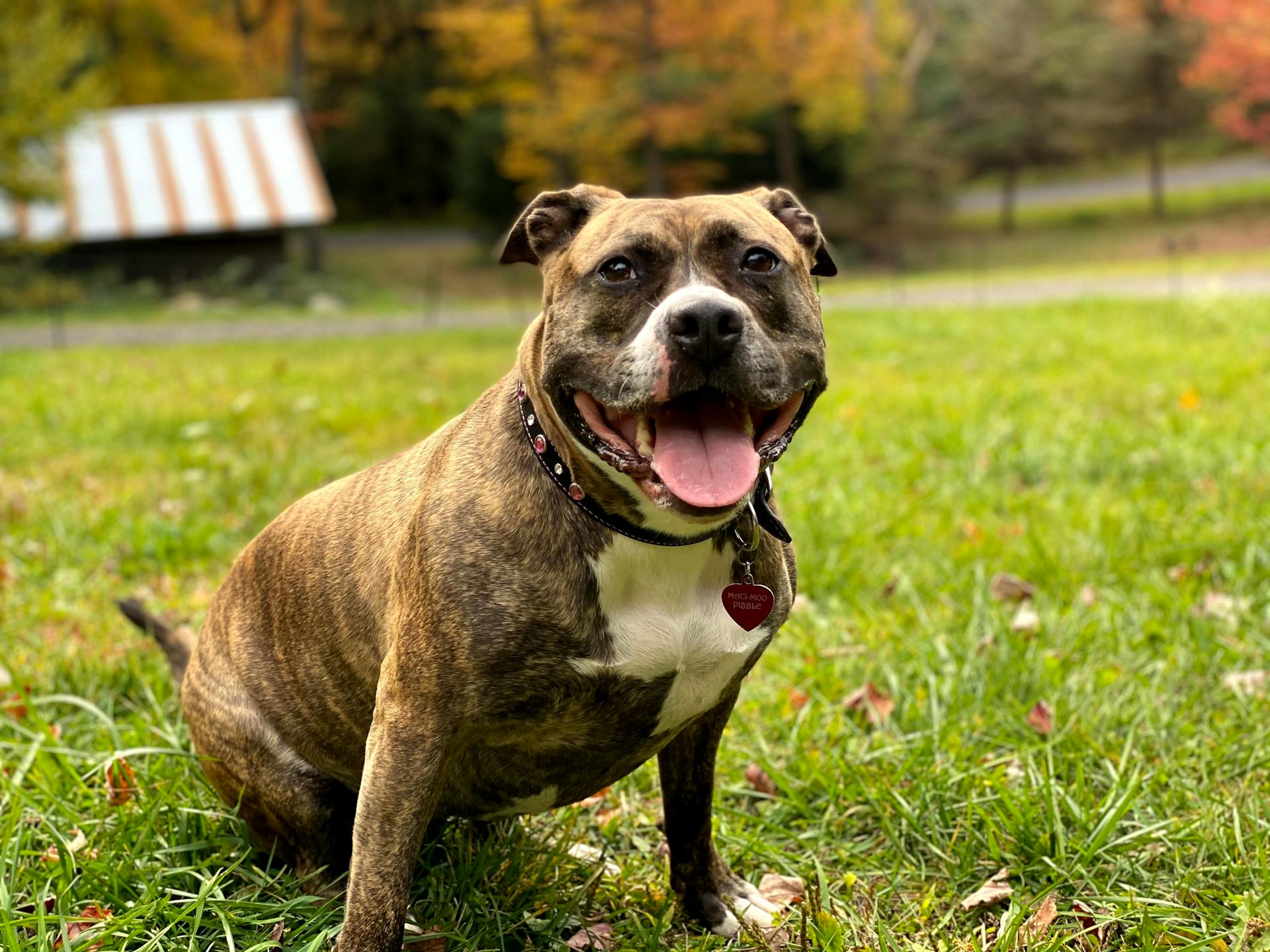 Närbild av en Staffordshire-bullterrier