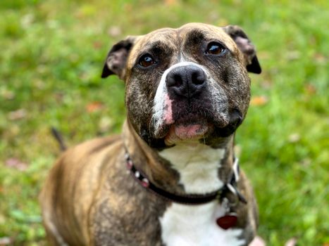 Close-Up Shot of a Dog