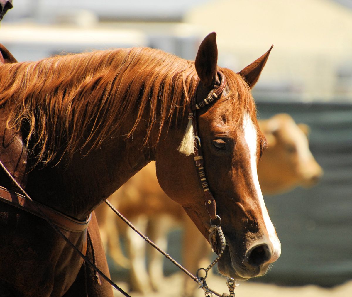 Portrait d'un cheval bai harnaché d'un bridon western dans un environnement de ranch