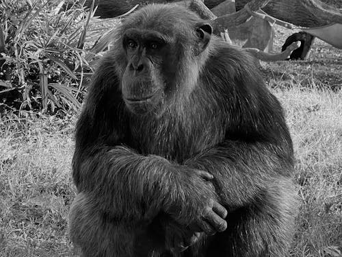 grátis Foto profissional grátis de animal, ao ar livre, chimpanzé Foto profissional