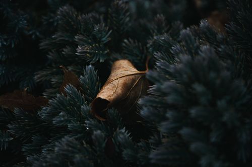 Free Close-up of a dry leaf resting on evergreen branches, highlighting contrast and texture. Stock Photo