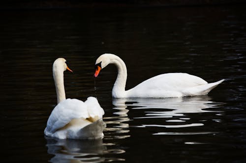 White Swans Swimming on Water