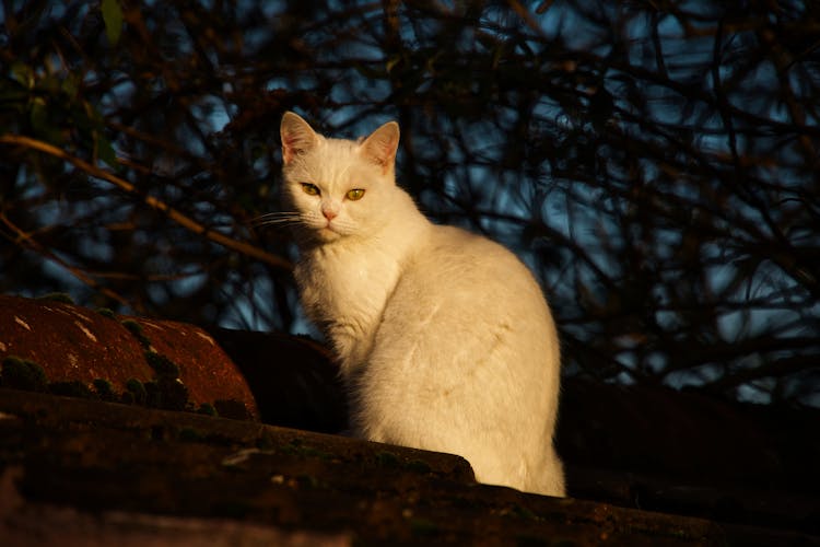 Fluffy Cat Sitting Outdoors