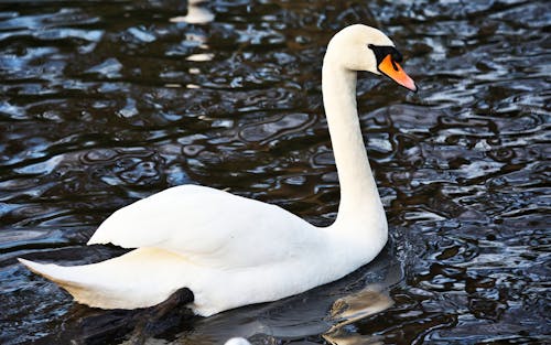 Mute Swan on Water 