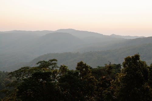 Lush forest growing on mountains slopes at sundown