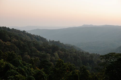 Breathtaking landscape of lush green forest growing on slopes of mountains against cloudless sunset sky