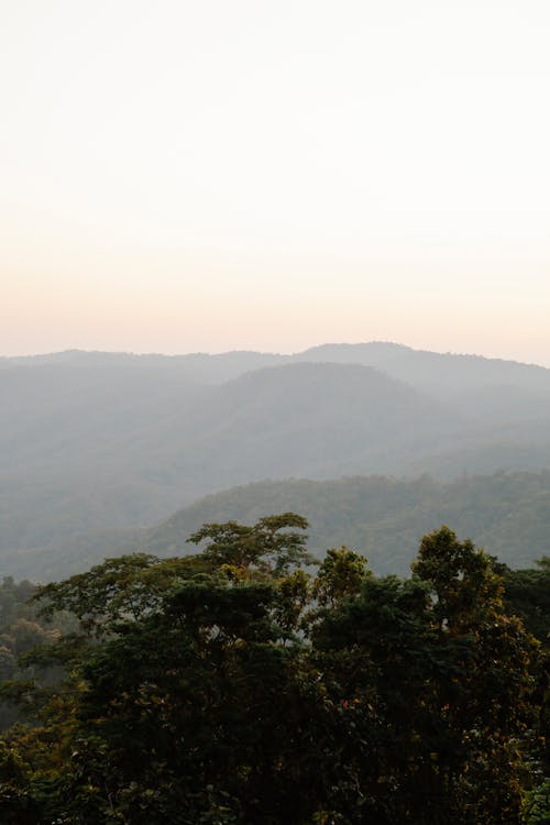 Green forest growing in mountain ridge at sundown