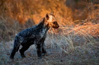 在南非克鲁格公园，一只年轻的斑点鬣狗幼崽正在金色的草地上探索