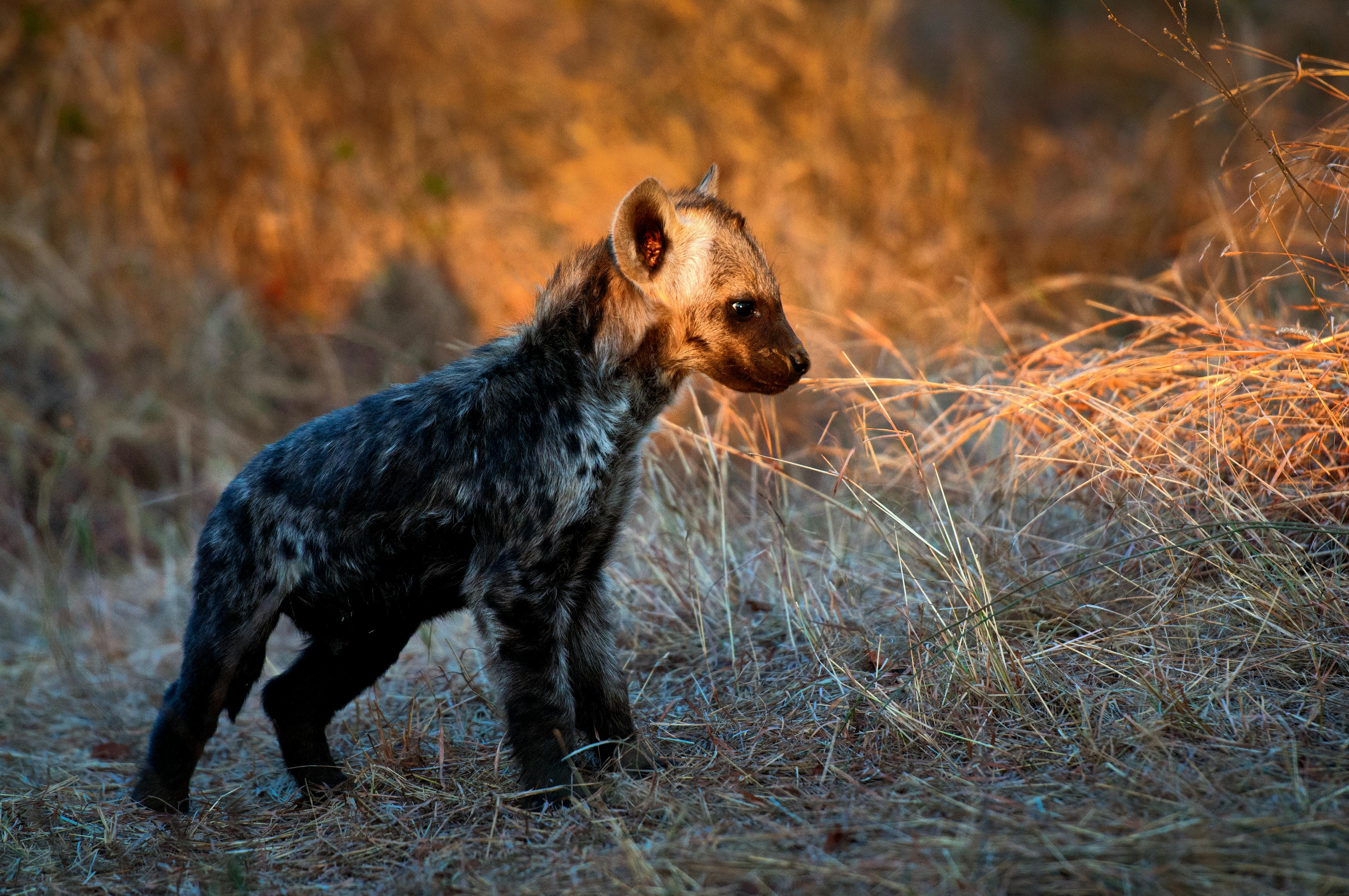 Hyena Photos, Download The BEST Free Hyena Stock Photos & HD Images