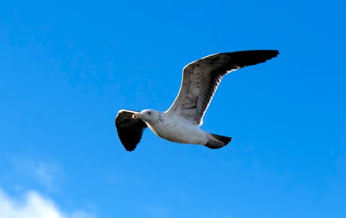 Free Seagull Flying Stock Photo