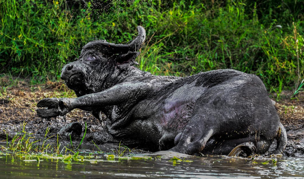 Free stock photo of buffalo, mud bath, wild