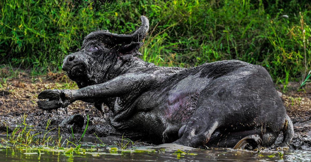 Free stock photo of buffalo, mud bath, wild