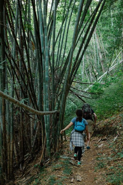 Back view of unrecognizable young hikers in casual clothes and backpacks walking on narrow trail near bamboo trees during trekking in lush forest