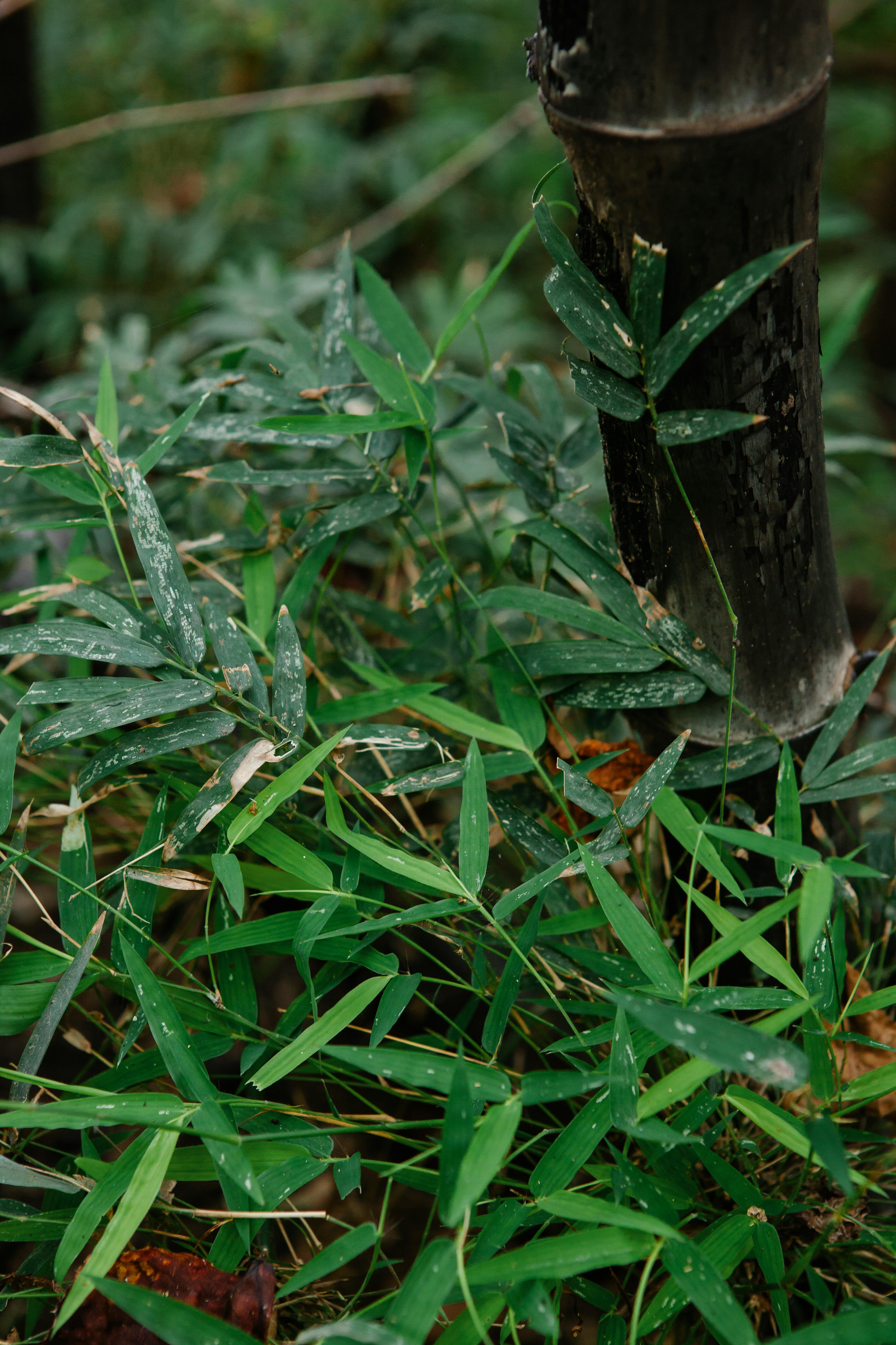 From above of green leaves of tropical Holttumochloa bamboo tree growing in lush forest on sunny day