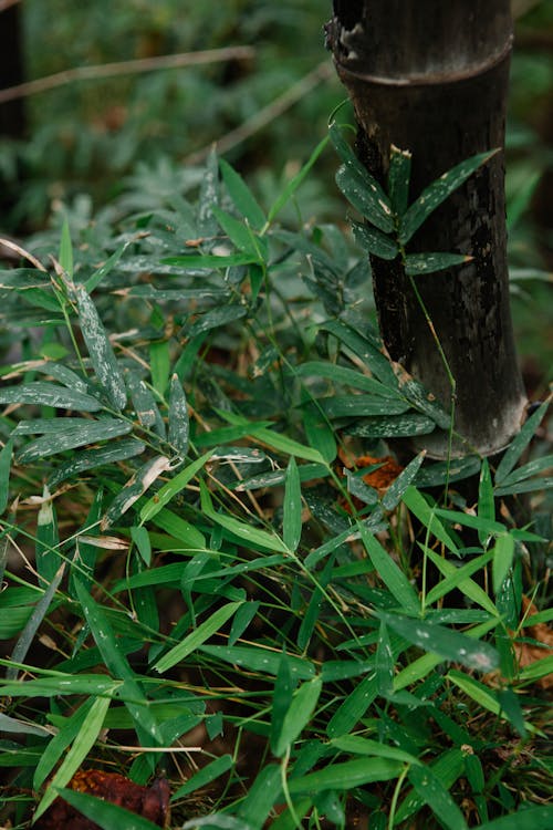 Gratis lagerfoto af bambus, blad, botanik