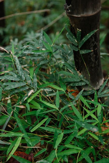 From above of green leaves of tropical Holttumochloa bamboo tree growing in lush forest on sunny day