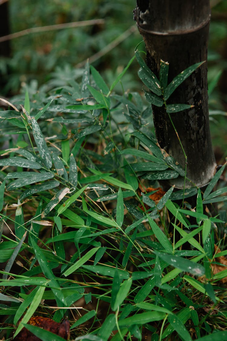 Bamboo Tree Trunk And Leaves Growing In Tropical Woods