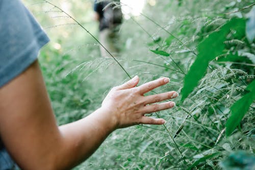 Crop faceless female in t shirt touching delicate green plants during hiking trip in woods on sunny day